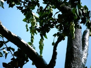 Vak Vak Meyvesi ve Ağacı Nedir? Faydaları ve Zararları Nelerdir?