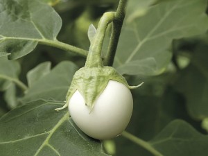 Yumurta Çiçeği Faydaları Nelerdir? Beyaz Patlıcan Nerede Yetişir? Nasıl Pişirilir?