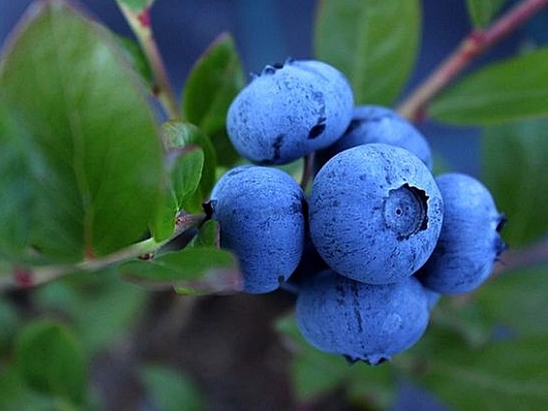 Yaban Mersini Çayı Zayıflatırmı? Nasıl Demlenir?