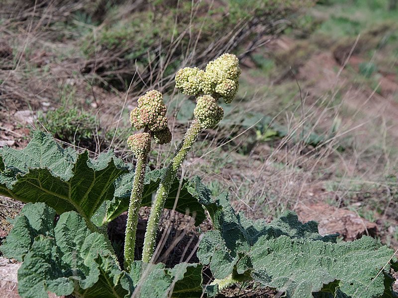 Yayla Muzu Faydaları Yayla Muzu Faydaları