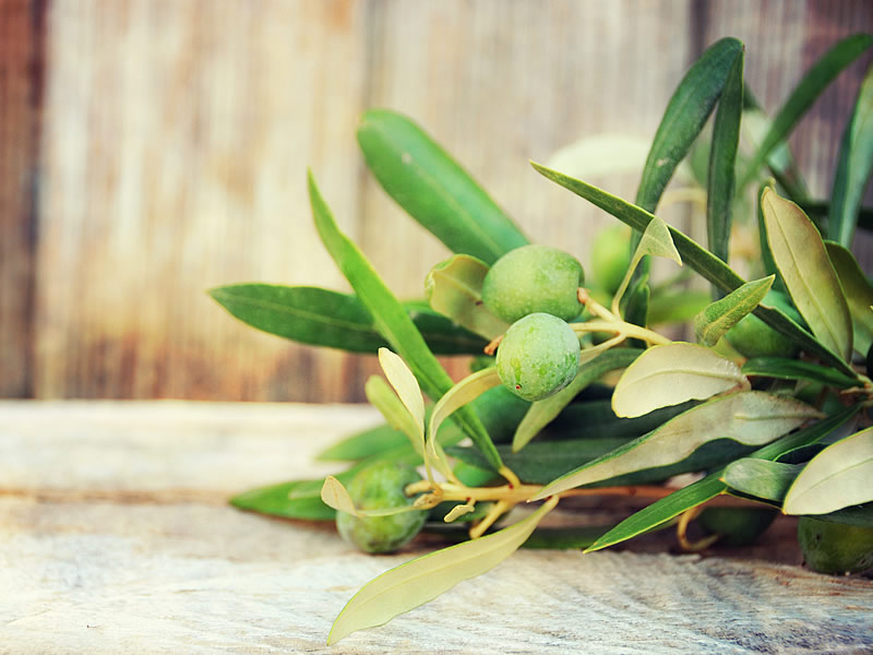 Zeytin Yaprağı Çayı Ne İşe Yarar? Cilde Faydaları Nelerdir? Tansiyonu Yükseltir mi?